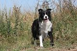 BORDER COLLIE 028